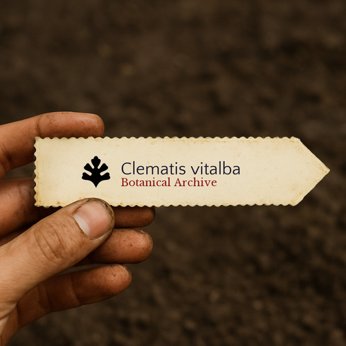 Clematis vitalba seeds old - seeds,