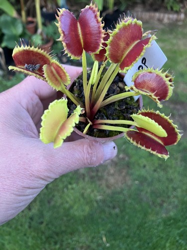 Venus fly trap - venus, trap,