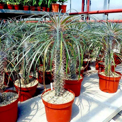 Rare - (pachypodium, geayi)