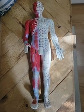 Acupuncture Model  24”