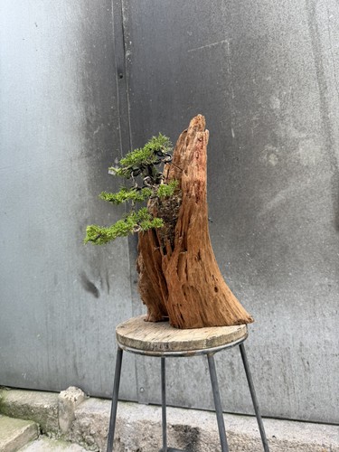 Imported rock planting