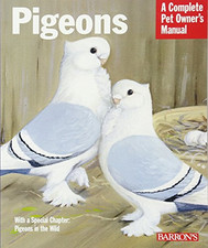 Pigeons : Everything About