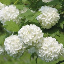 T&M Guelder Rose Hedging Hardy