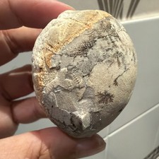 Rare flint echinoid - rare,
