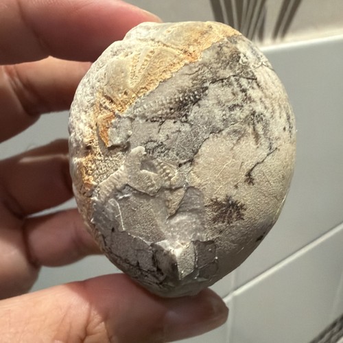 Rare flint echinoid sea - flint, urchin