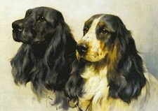 COCKER SPANIEL CHARMING DOG GREETINGS NOTE CARD TWO DOGS BEAUTIFUL HEAD STUDY