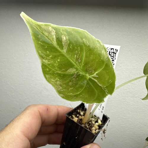 Alocasia azlanii variegata - alocasia,