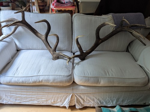 Pair red deer antlers - deer, 18