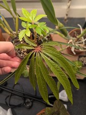 Begonia Luxurians "Palm Leaf Begonia" Propogation Cutting soil rooted