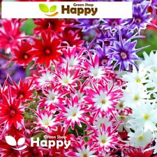 DRUMMOND'S PHLOX TWINKLE STAR