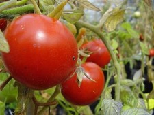 TOMATO HEINZ 1350 - 50 SEEDS
