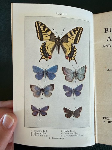 Our butterflies and moths - moths, &