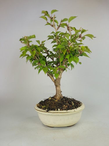 Japanese flowering cherry - flowering,