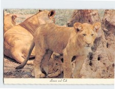 Postcard Lioness & Cub At