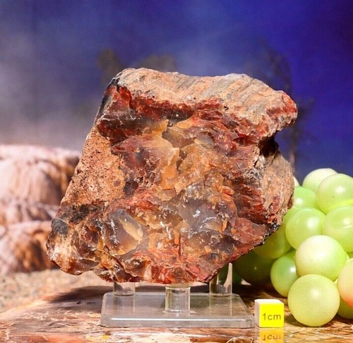 Rare petrified fossilised - ,