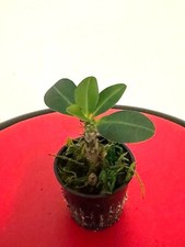 Crown of thorns plant