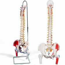 85cm Professional Human Spine Model Flexible- Medical Anatomical Spine Model UK