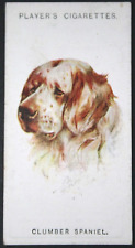 CLUMBER SPANIEL   Vintage 1920's Colour Portrait Card  EE20M