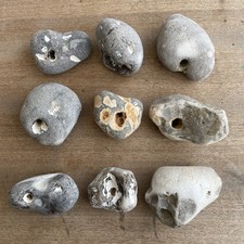 Large hag stones lot 9 - large, of