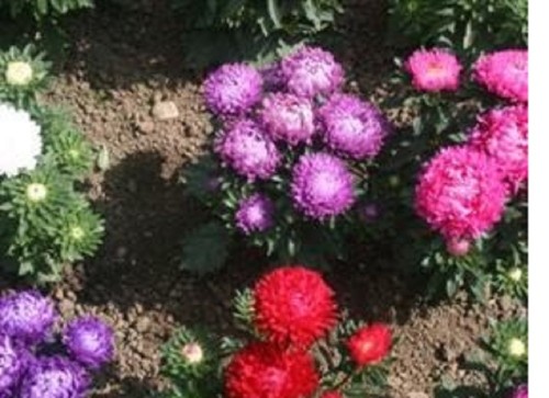 Bedding aster mini - ,