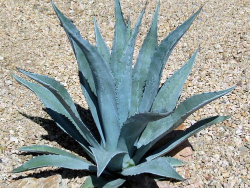 Agave americana - agave,