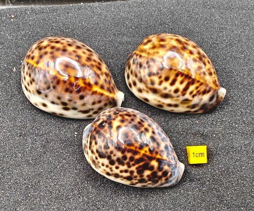 Hermit crab shells - shells, homes