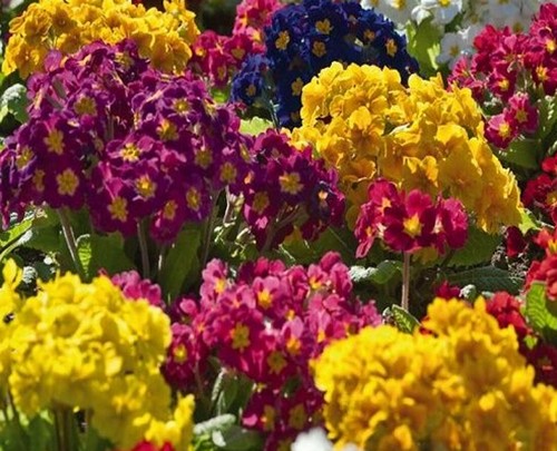 100 polyanthus primula - primula, veris