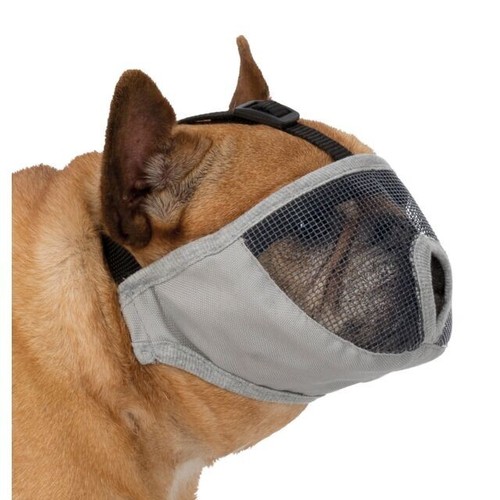 Trixie boxer english bulldog - trixie, boxer,