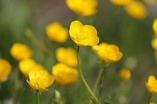 Meadow Buttercup Seeds, Ranunculus Acris, 600 / 1200, Wildflower, Bees, Yellow