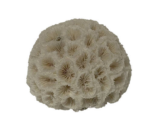 Natural dried coral skeleton - natural,