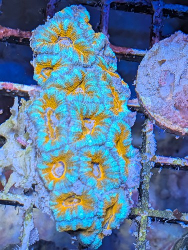 Ultra acan lord - ultra,