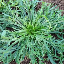 Italian Organic Bucks Horn, Hardy, FAST, Stir-Fry or Salad, Mar-Sept, 1000 Seeds