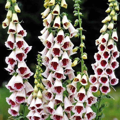 Plug plants digitalis - 4,