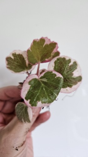 Strawberry begonia variegated - strawberry,