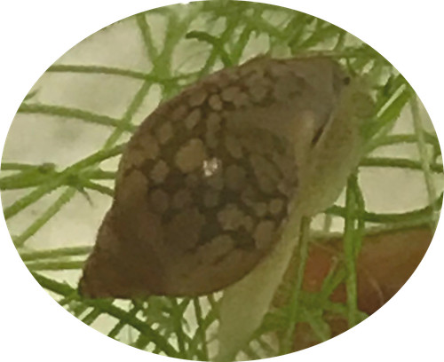 Live bladder snails pond - 9,