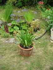 Agapanthus Dr. Brouwer 3 years