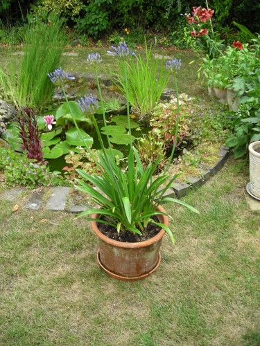 Agapanthus brouwer 3 - dr.,