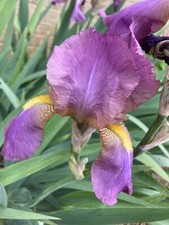 Five Pink Bearded Iris
