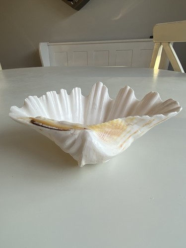 Large natural clam shell - natural,