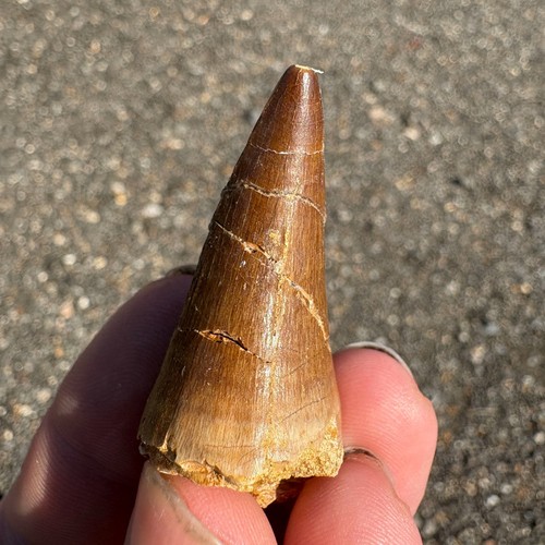 Large mosasaur tooth - mosasaur, fossil