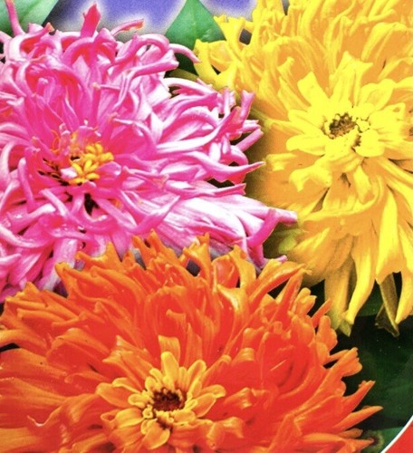 Zinnia glamour mix - zinnia, “glamour”