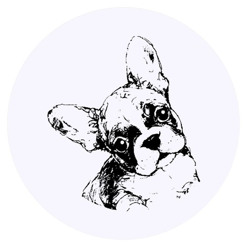 Cute french bulldog - 24,
