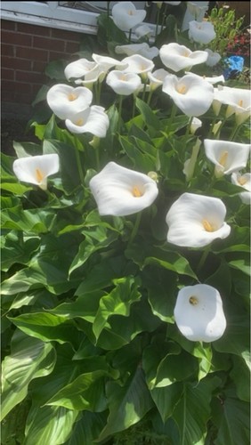 Arum lily plants better - lily, known