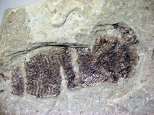 Eocene Green River Shale