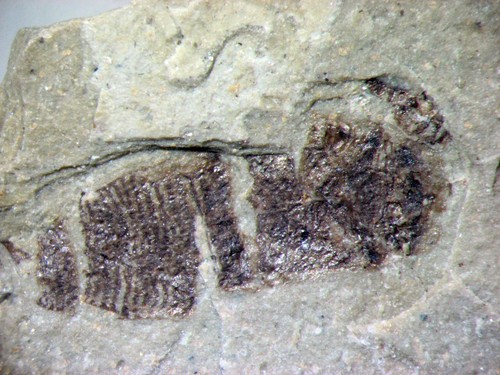 Eocene green river - river, shale