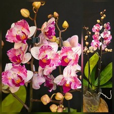 Rare Phalaenopsis Little Gem