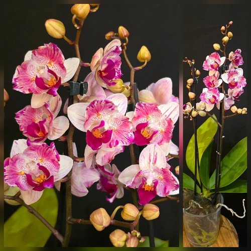 Rare phalaenopsis little - phalaenopsis, gem