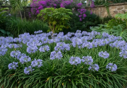 Agapanthus charlotte dwarf - charlotte,