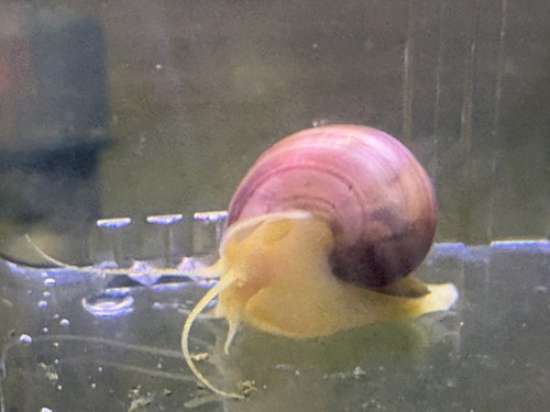 Two dime sized magenta - two,