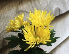 Indian Chrysanthemum indicum Hermosa Yellow 9cm Pot Autumn colour